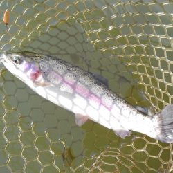 大安トラウトレイク釣果